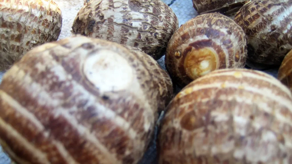 Amadumbe profile: the underground staple
