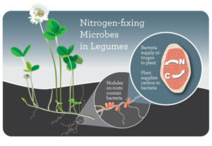 Nitrogen fixers: how plants feed the soil