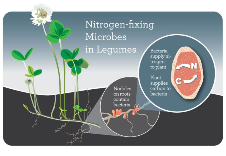 Nitrogen fixers: how plants feed the soil