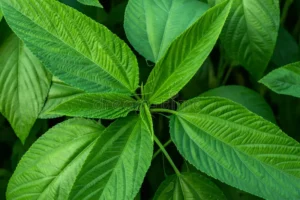 The jute mallow opportunity